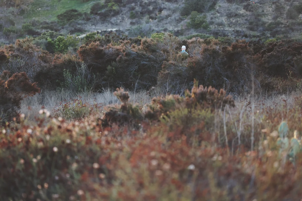 Daniel Case, In Brush, 2023