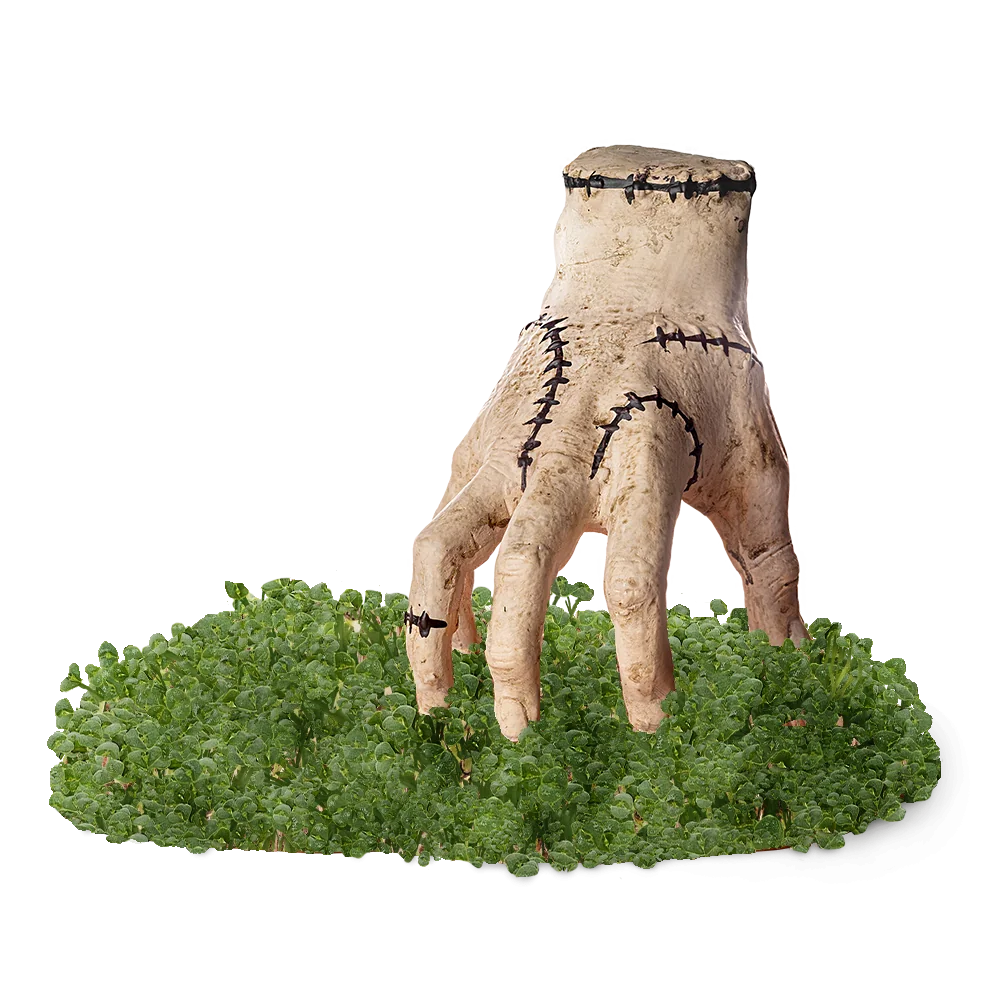 THING CHIA PET - Image 2